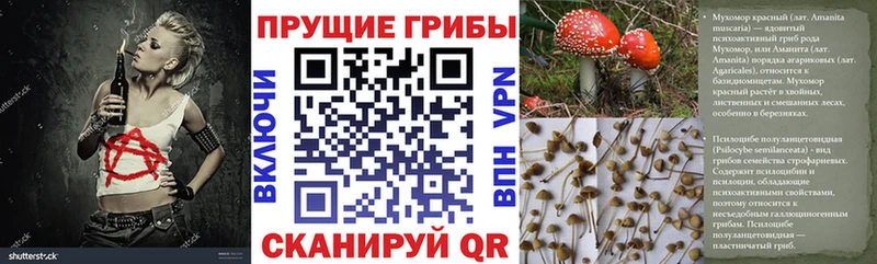 Псилоцибиновые грибы прущие грибы  Купить где  Покровск 